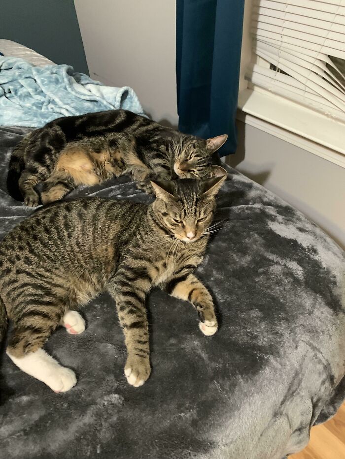 Adoptamos esta dulce pareja el sábado. En los últimos cinco meses hemos perdido a nuestros cuatro gatos mayores... Estos dos están ayudando a sanar nuestros corazones