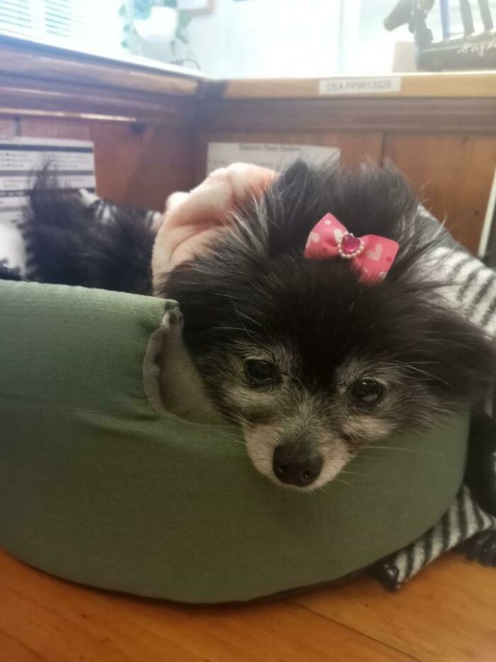 Esta es la abuela, una anciana desdentada que fue traída a nuestra clínica y que mi compañero de trabajo adoptó. Viene al trabajo todos los días y se queda esperando que la acurruquen