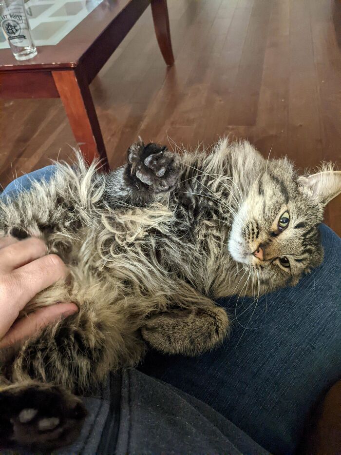 Adoptamos a Leo hace 3 días. Finalmente salió de su escondite bajo el sofá