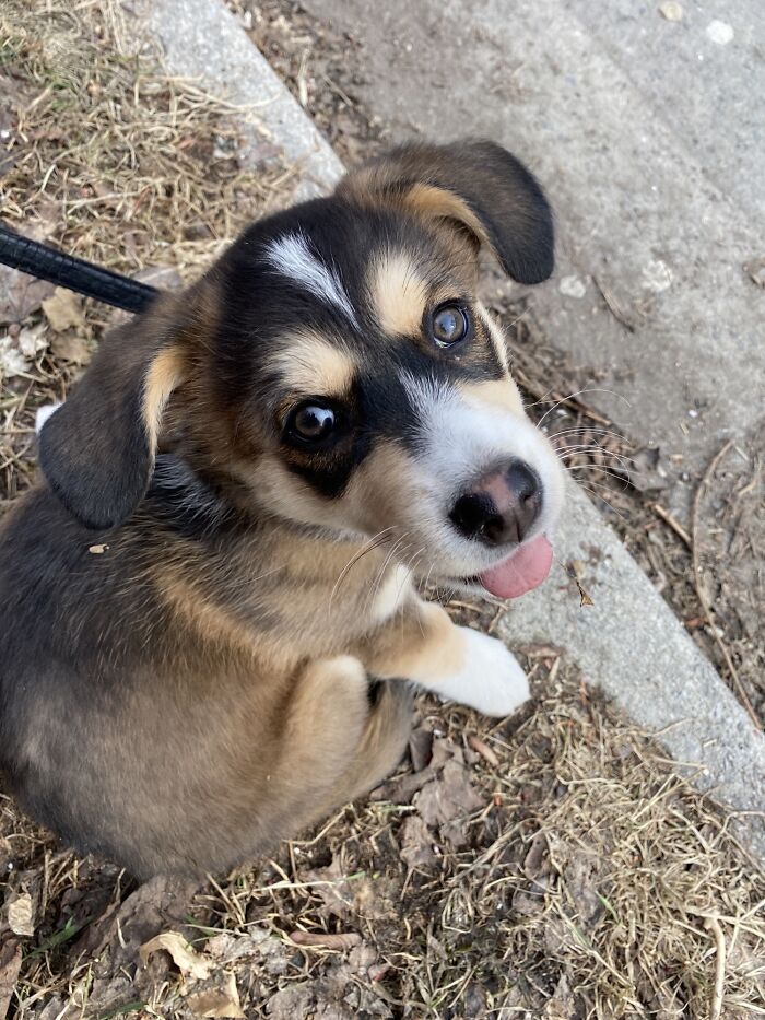Mi vecina anciana perdió a su perro de toda la vida este invierno, pero ha adoptado un cachorro del refugio local