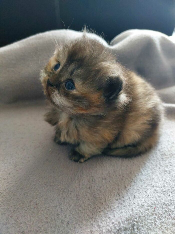  ¡Mira a la monada que voy a adoptar! Estoy tan enamorada