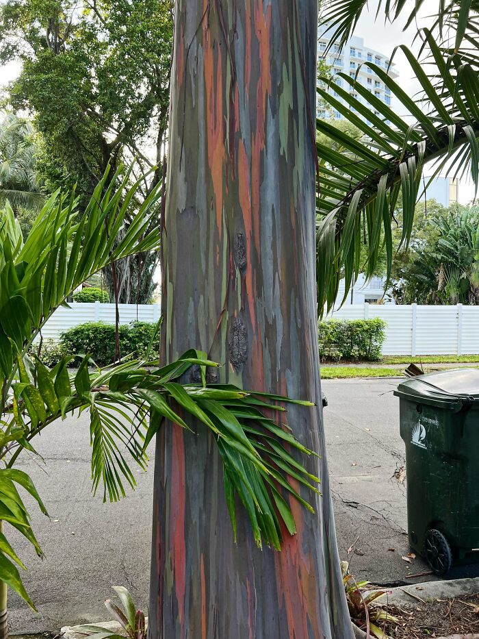 ¿Qué árbol es este?