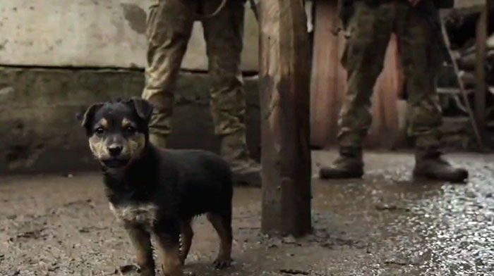Este cachorro rescatado por soldados ucranianos se convierte en un fiel perro guardián