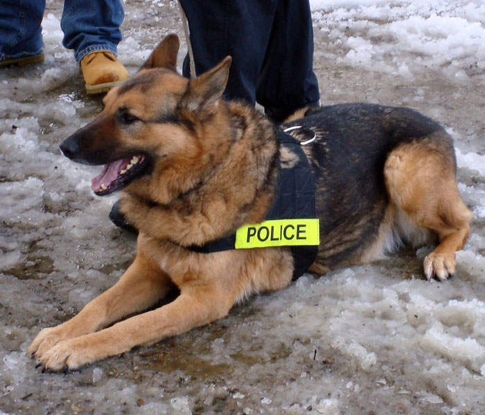 Un video capta al más diminuto perro policía haciendo rondas por un aeropuerto y acumula 9 millones de visitas