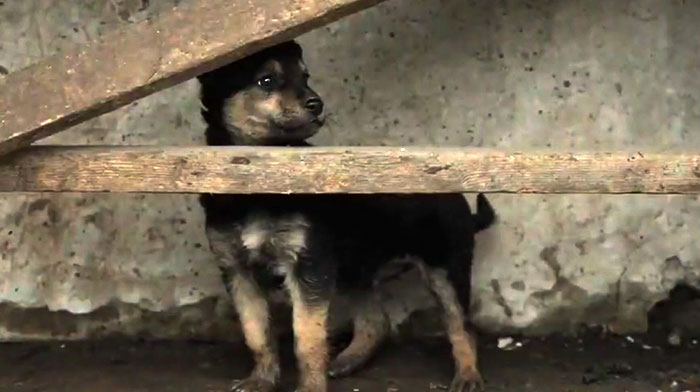 Este cachorro rescatado por soldados ucranianos se convierte en un fiel perro guardián