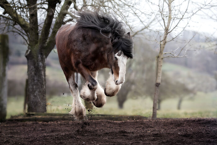  Caballo Shire volador