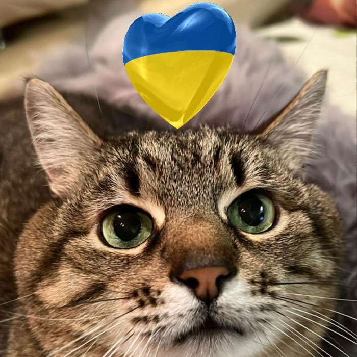 Stepan, el famoso gato ucraniano, huyó junto a su familia y encontró refugio en Francia