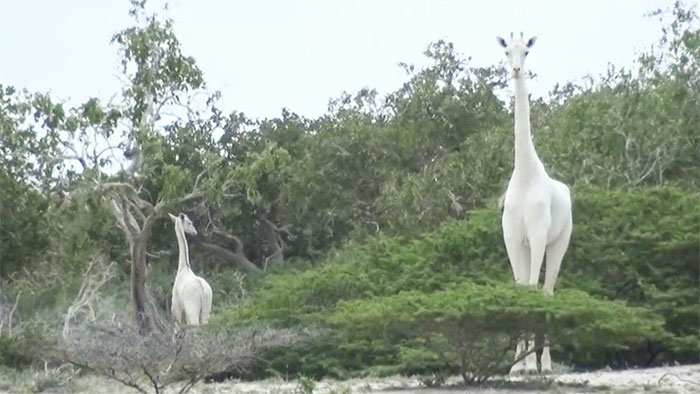 Cazadores furtivos asesinaron a la única jirafa blanca de Kenia y a su cría