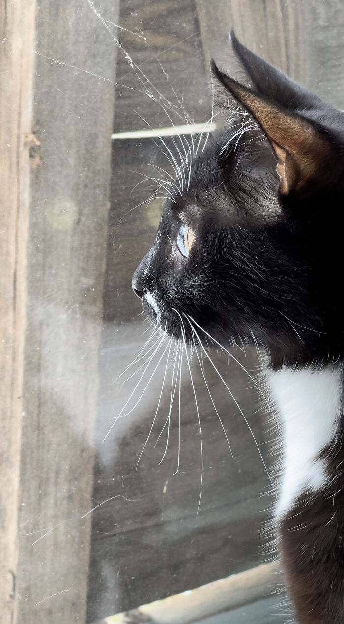 “Todo cambió cuando empezó la guerra”: Así se vive en un refugio antibombas de Kyiv cuando eres un gato