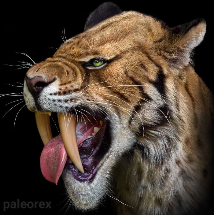 Barbourofelis