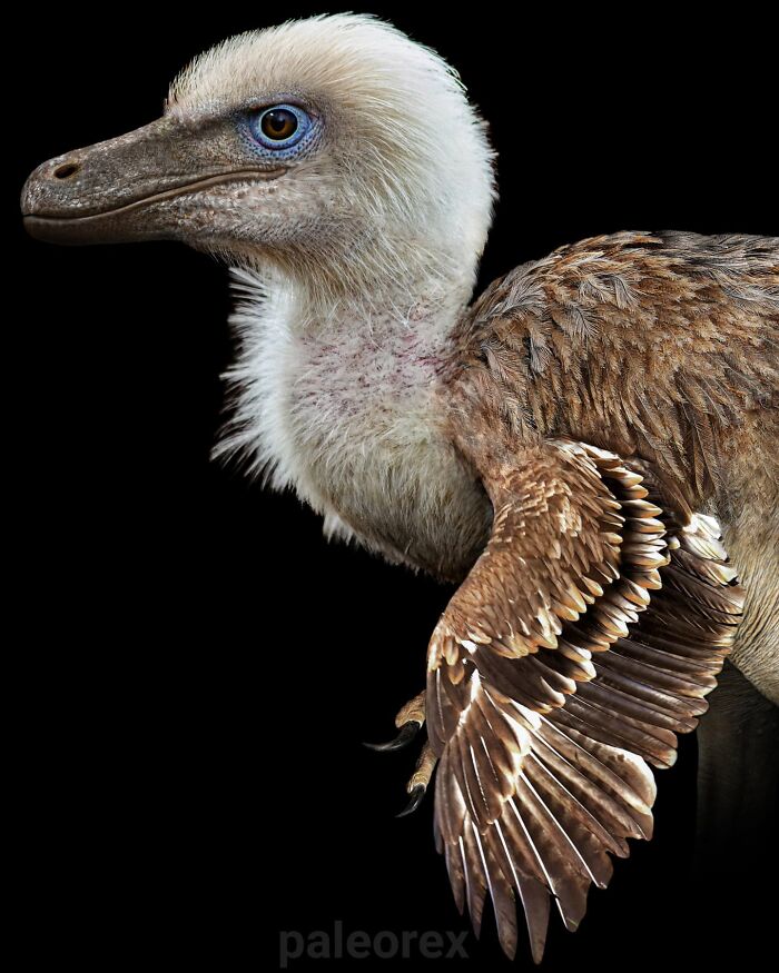 Bambiraptor