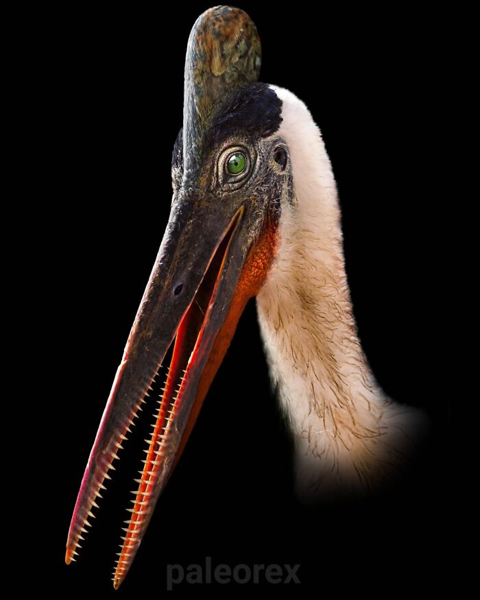 Pterodactylus