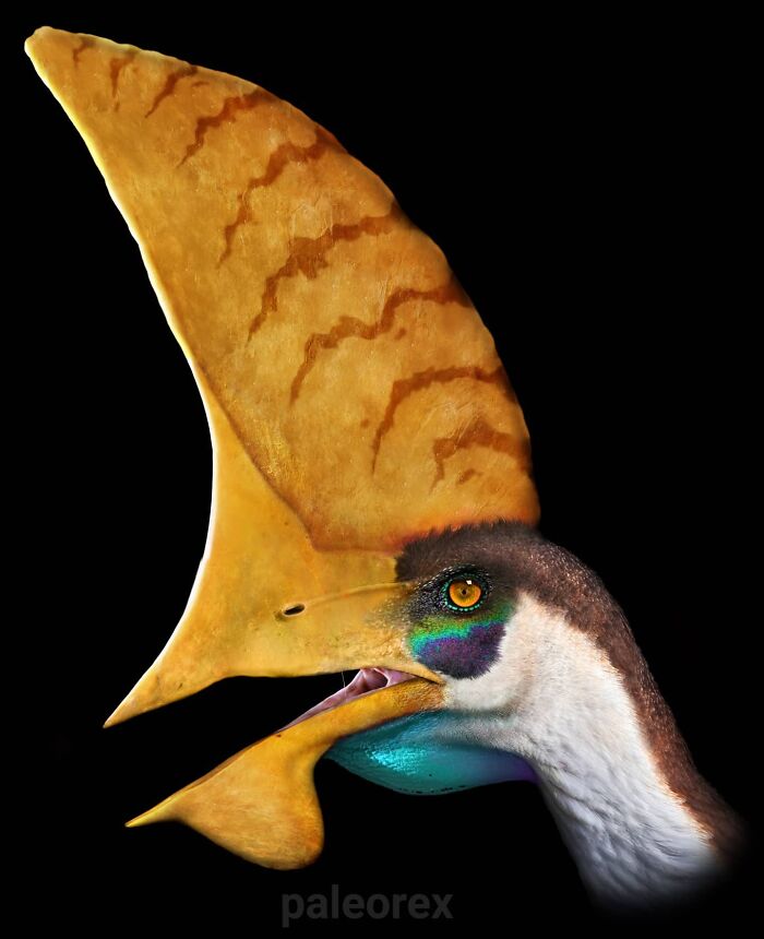 Tupandactylus