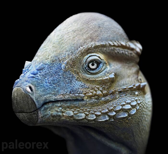 Stegoceras