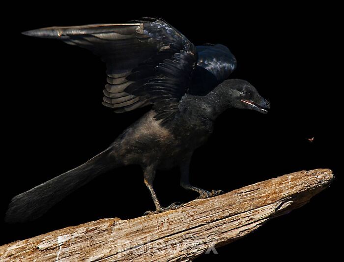 Archaeopteryx