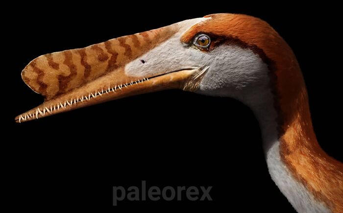 Hamipterus
