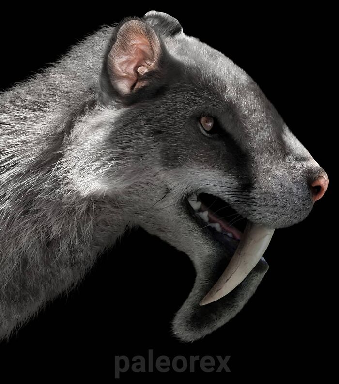 Thylacosmilus