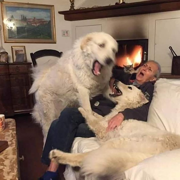 This Instagram Account Shares Animal Pictures That Are Impossible To Explain, Here Are 50 Of The Funniest