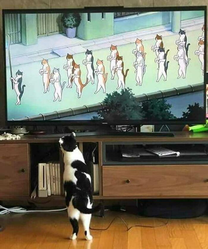 This Instagram Account Shares Animal Pictures That Are Impossible To Explain, Here Are 50 Of The Funniest