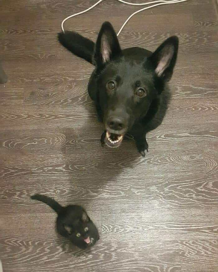 This Instagram Account Shares Animal Pictures That Are Impossible To Explain, Here Are 50 Of The Funniest