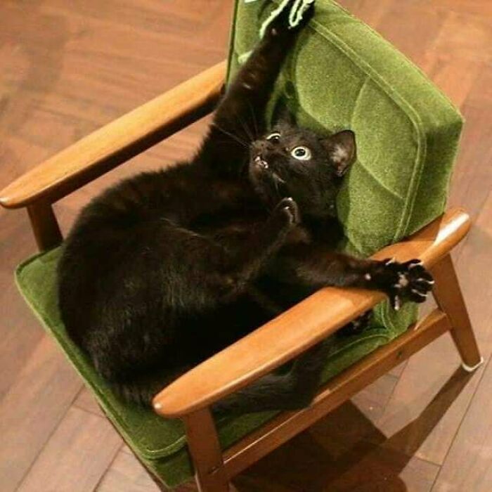 This Instagram Account Shares Animal Pictures That Are Impossible To Explain, Here Are 50 Of The Funniest