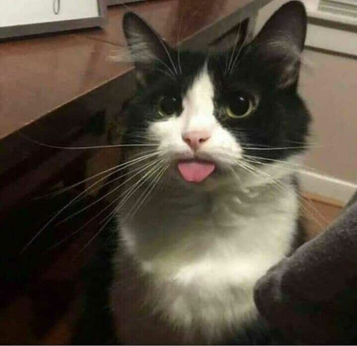 This Instagram Account Shares Animal Pictures That Are Impossible To Explain, Here Are 50 Of The Funniest