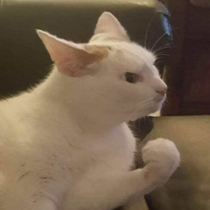 This Instagram Account Shares Animal Pictures That Are Impossible To Explain, Here Are 50 Of The Funniest