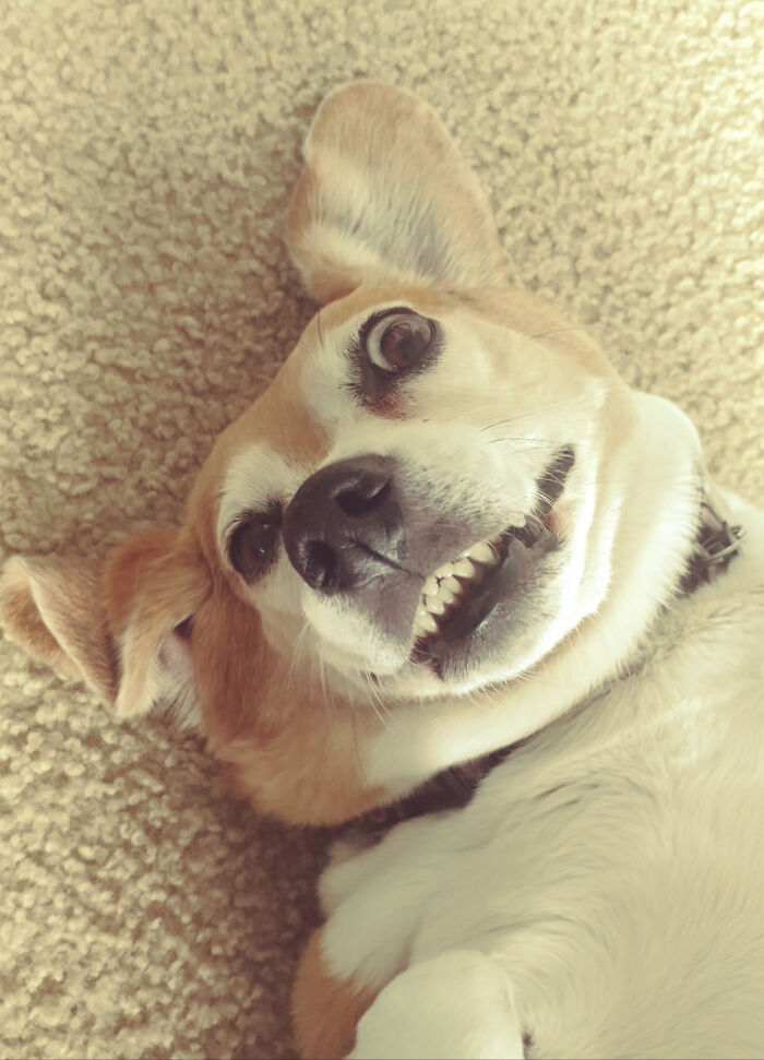 Perro tontín