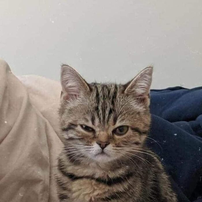 This Instagram Account Shares Animal Pictures That Are Impossible To Explain, Here Are 50 Of The Funniest
