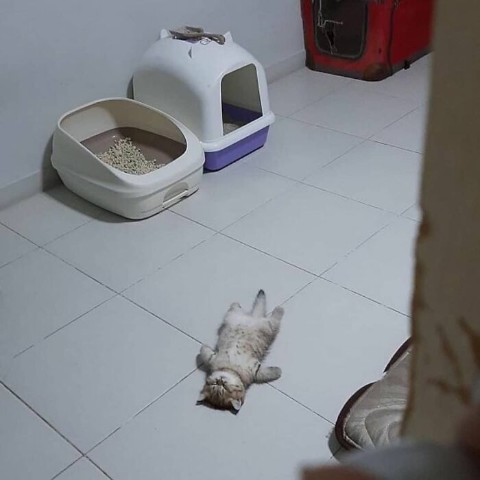 This Instagram Account Shares Animal Pictures That Are Impossible To Explain, Here Are 50 Of The Funniest