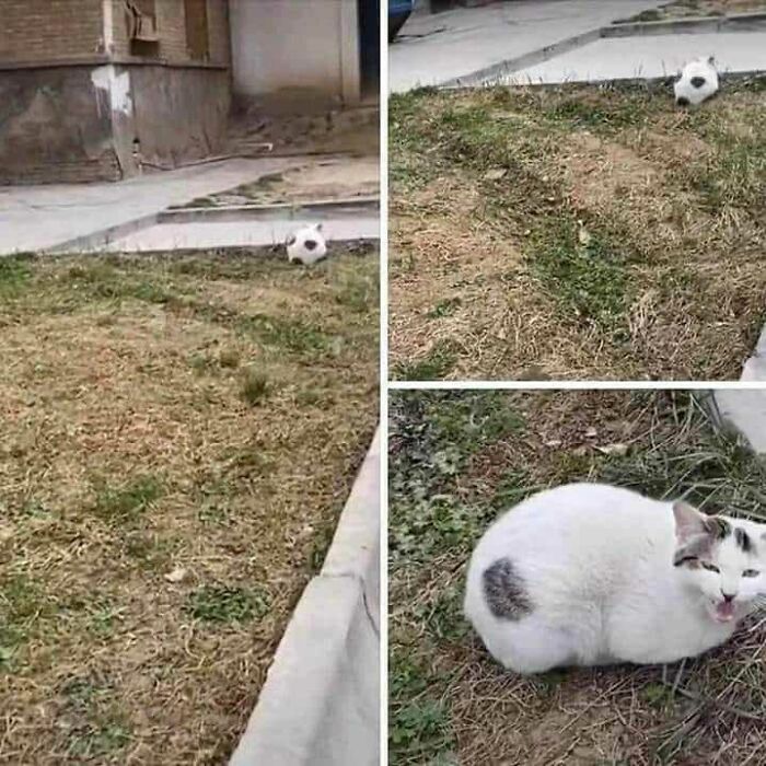 This Instagram Account Shares Animal Pictures That Are Impossible To Explain, Here Are 50 Of The Funniest