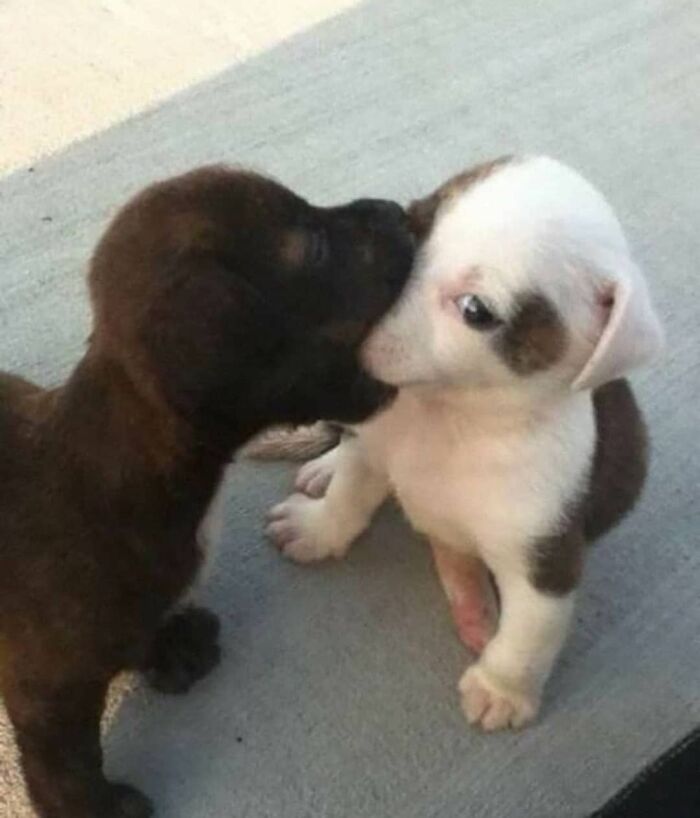 This Instagram Account Shares Animal Pictures That Are Impossible To Explain, Here Are 50 Of The Funniest