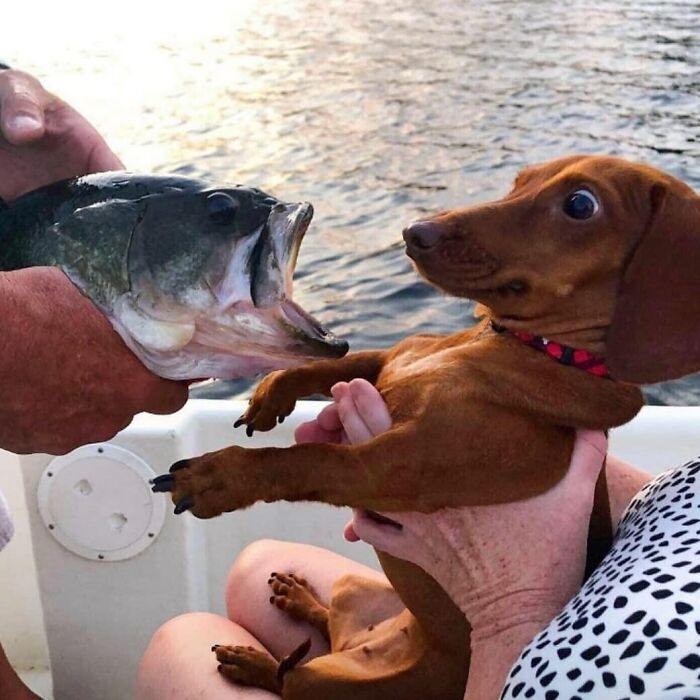 This Instagram Account Shares Animal Pictures That Are Impossible To Explain, Here Are 50 Of The Funniest