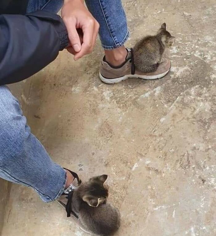 This Instagram Account Shares Animal Pictures That Are Impossible To Explain, Here Are 50 Of The Funniest