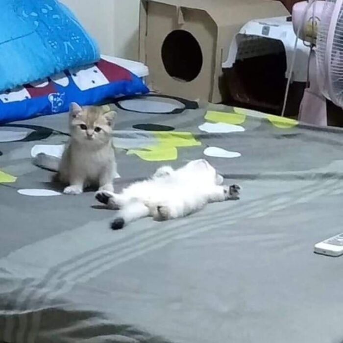 This Instagram Account Shares Animal Pictures That Are Impossible To Explain, Here Are 50 Of The Funniest