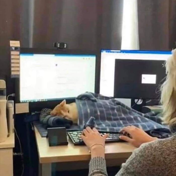 This Instagram Account Shares Animal Pictures That Are Impossible To Explain, Here Are 50 Of The Funniest