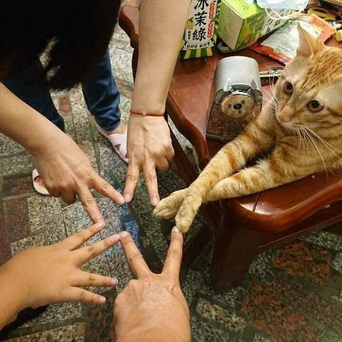 This Instagram Account Shares Animal Pictures That Are Impossible To Explain, Here Are 50 Of The Funniest