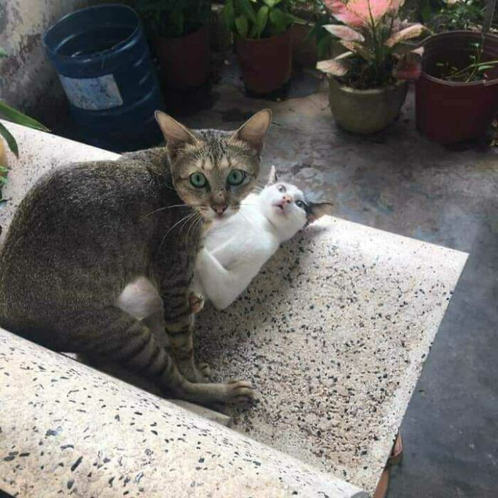 This Instagram Account Shares Animal Pictures That Are Impossible To Explain, Here Are 50 Of The Funniest