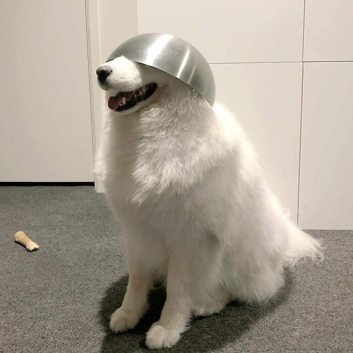 This Instagram Account Shares Animal Pictures That Are Impossible To Explain, Here Are 50 Of The Funniest