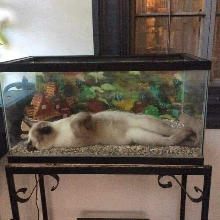 This Instagram Account Shares Animal Pictures That Are Impossible To Explain, Here Are 50 Of The Funniest