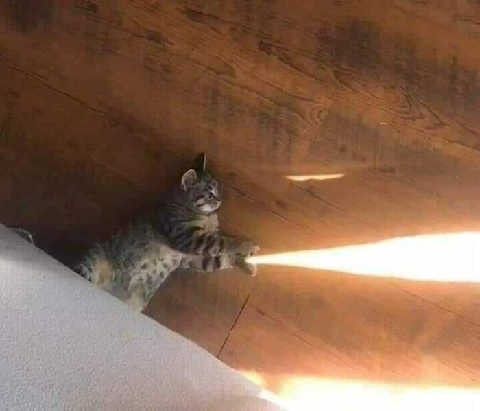 This Instagram Account Shares Animal Pictures That Are Impossible To Explain, Here Are 50 Of The Funniest