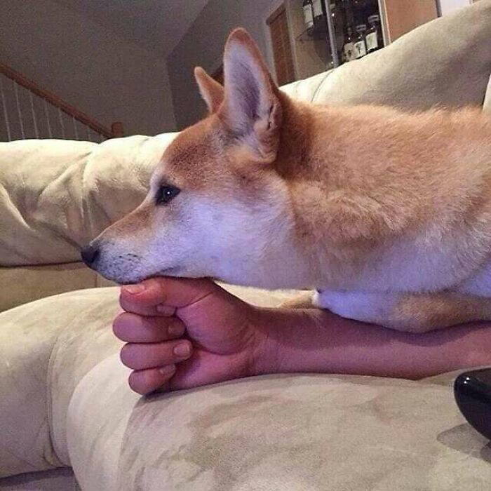 This Instagram Account Shares Animal Pictures That Are Impossible To Explain, Here Are 50 Of The Funniest