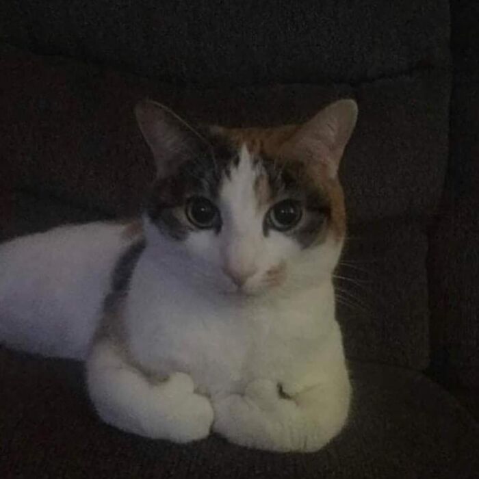 This Instagram Account Shares Animal Pictures That Are Impossible To Explain, Here Are 50 Of The Funniest