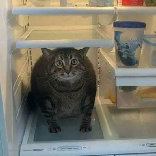 This Instagram Account Shares Animal Pictures That Are Impossible To Explain, Here Are 50 Of The Funniest