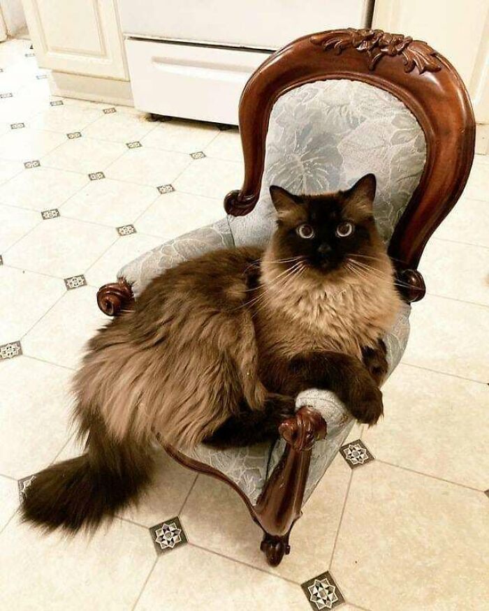 Encontré esta fantástica silla de muestra de un vendedor de antigüedades en el mercado de Facebook hace unos meses. Sabía lo que tenía que hacer. August, mi gato himalayo, también sabía lo que tenía que hacer