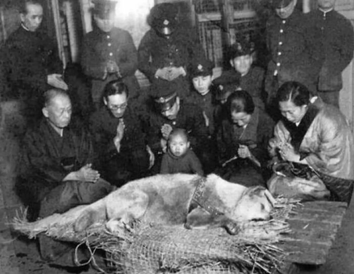 La última foto tomada a Hachikō, un perro akita japonés recordado por su inquebrantable lealtad a su dueño