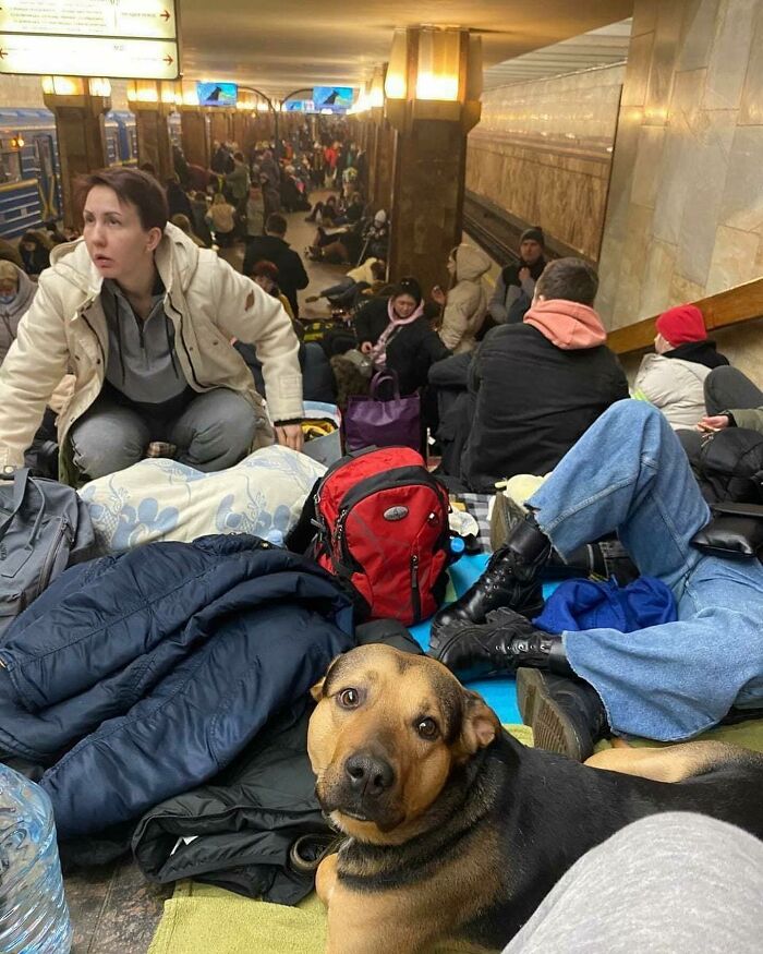 “Todo cambió cuando empezó la guerra”: Así se vive en un refugio antibombas de Kyiv cuando eres un gato