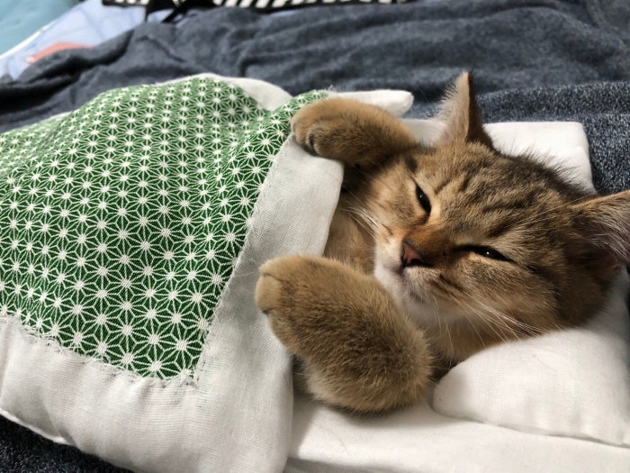 Se vuelve viral este gato con pantuflas hechas de su propio pelaje