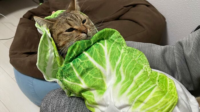 Se vuelve viral este gato con pantuflas hechas de su propio pelaje