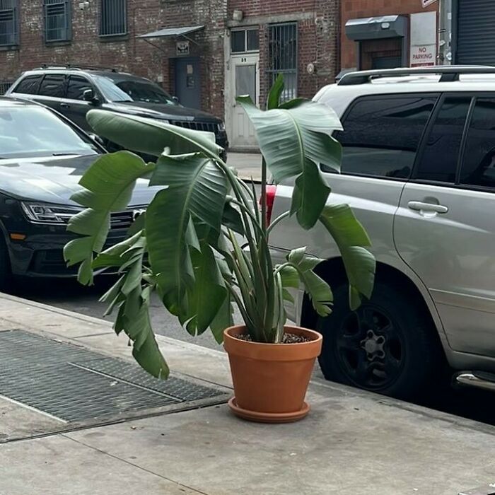 ¡Un ave del paraíso que necesita un hogar! En la 4ta entre Kent y Wythe